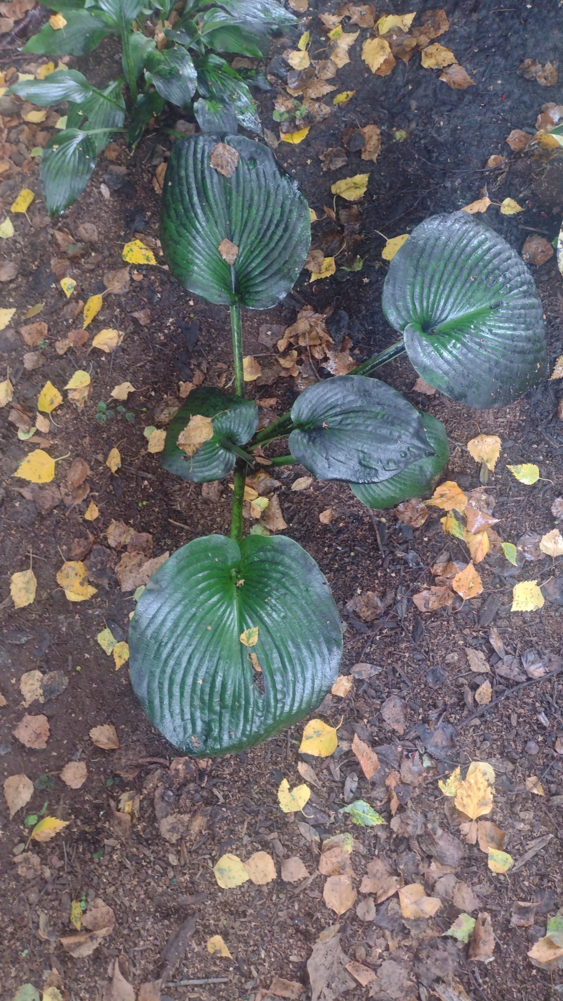 9 Most Common Hosta Diseases With Pictures – World of Garden Plants