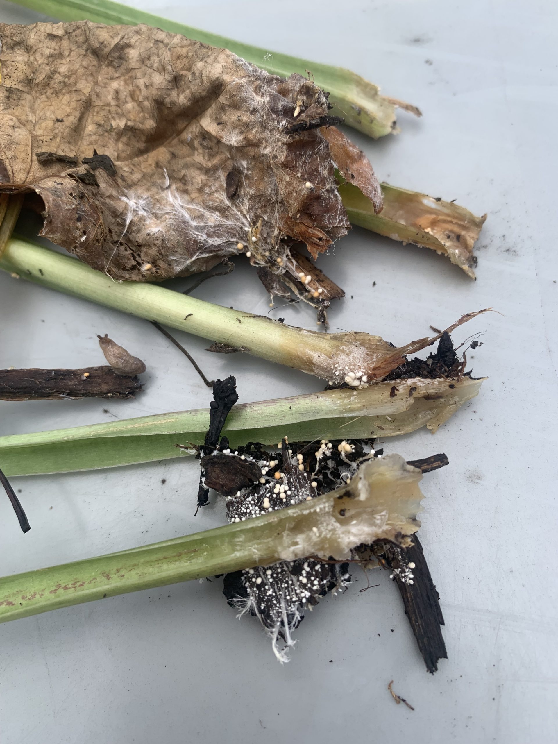 9 Most Common Hosta Diseases With Pictures – World of Garden Plants