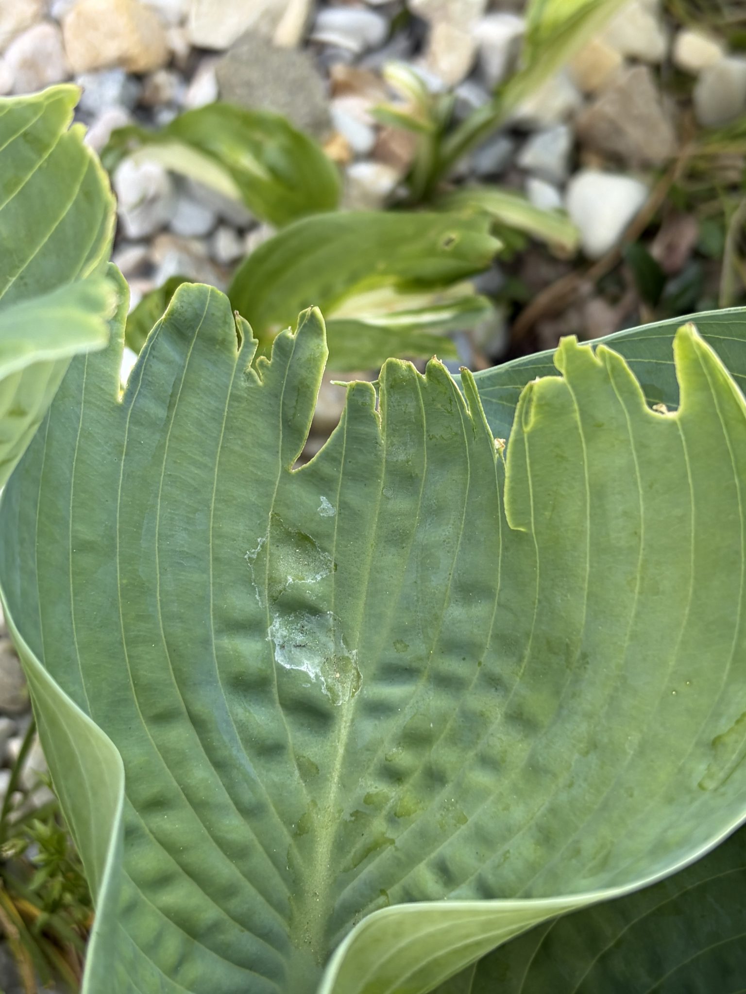What Is Eating My Hostas? (And How To Stop It) – World of Garden Plants