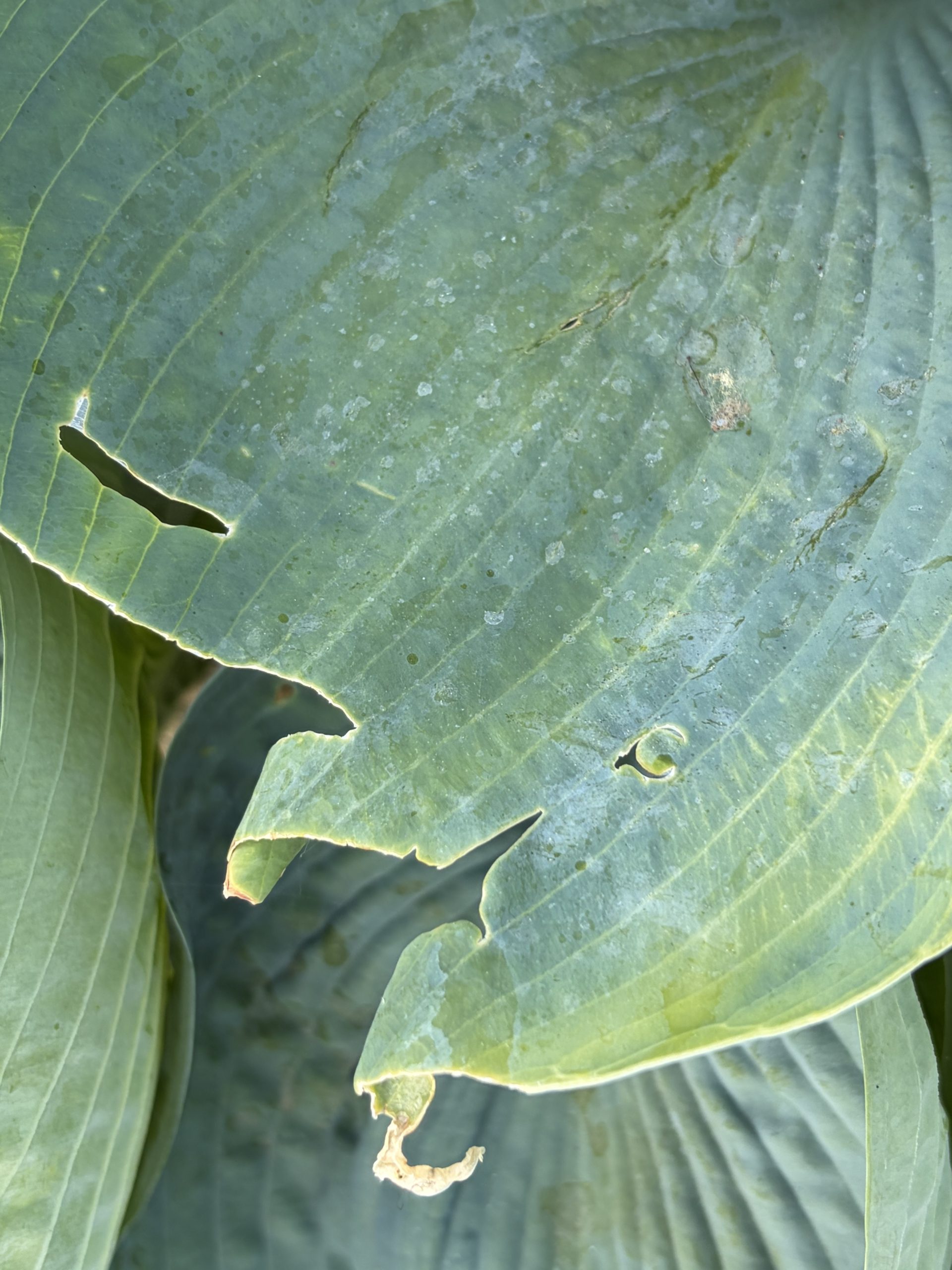 What Is Eating My Hostas? (And How To Stop It) – World of Garden Plants