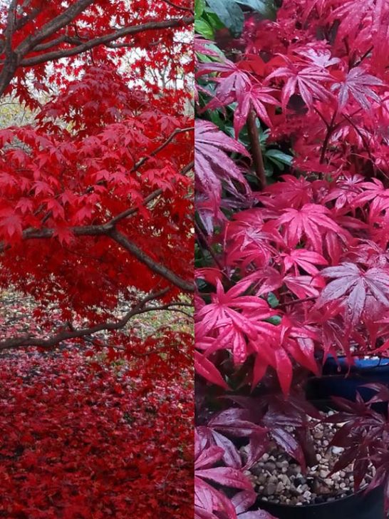 Ornamental trees – World of Garden Plants