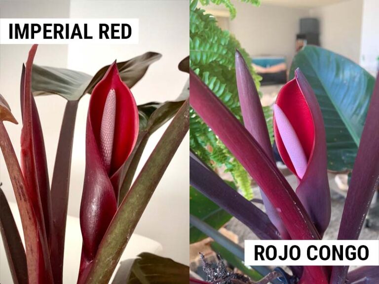 Philodendron Imperial Red Vs Rojo Congo