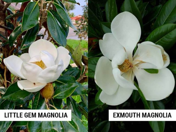 Little Gem Magnolia vs Other Magnolias – World of Garden Plants
