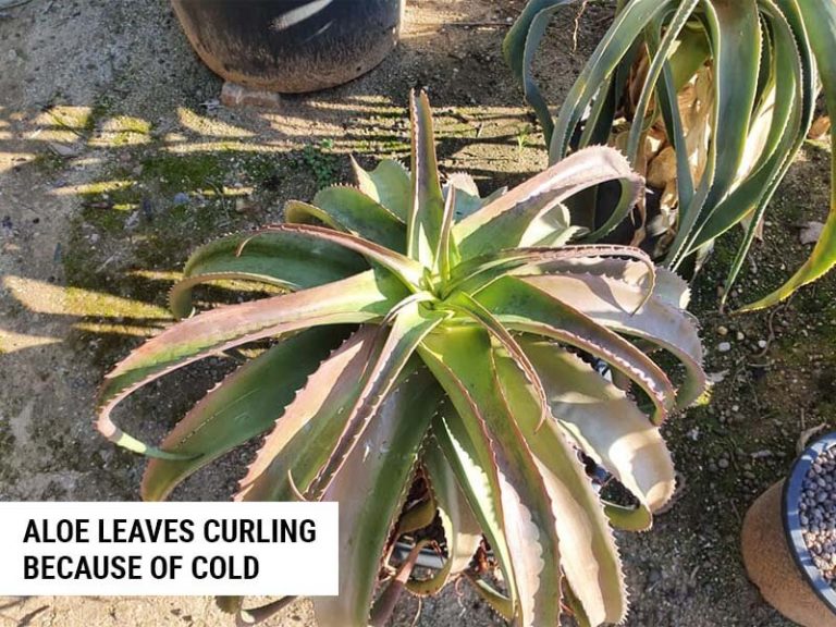 5 Reasons Why Aloe Leaves Curl (And How To Fix It) World of Garden Plants