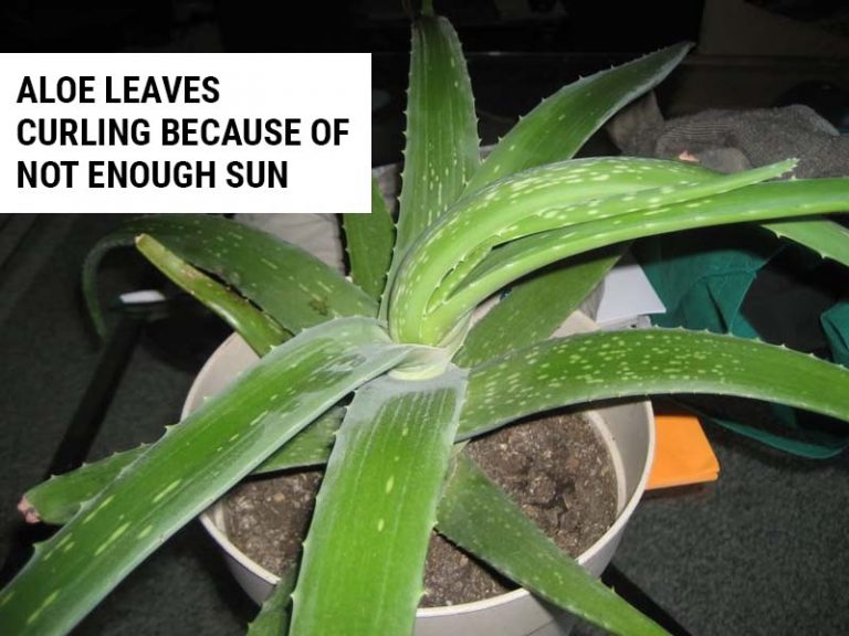 Aloe Leaves Curling (And How To Fix It) World of Garden Plants