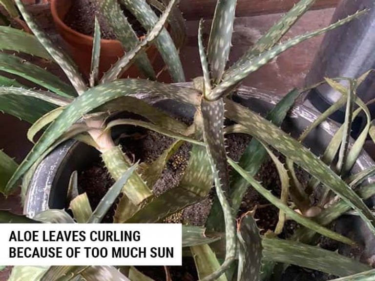 5 Reasons Why Aloe Leaves Curl (And How To Fix It) World of Garden Plants