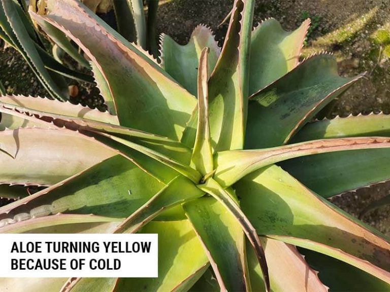Why Is My Aloe Plant Turning Yellow? (9 Causes With Fixes) World of Garden Plants