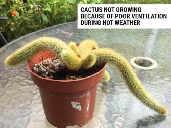 Cactus struggling due to poor light conditions