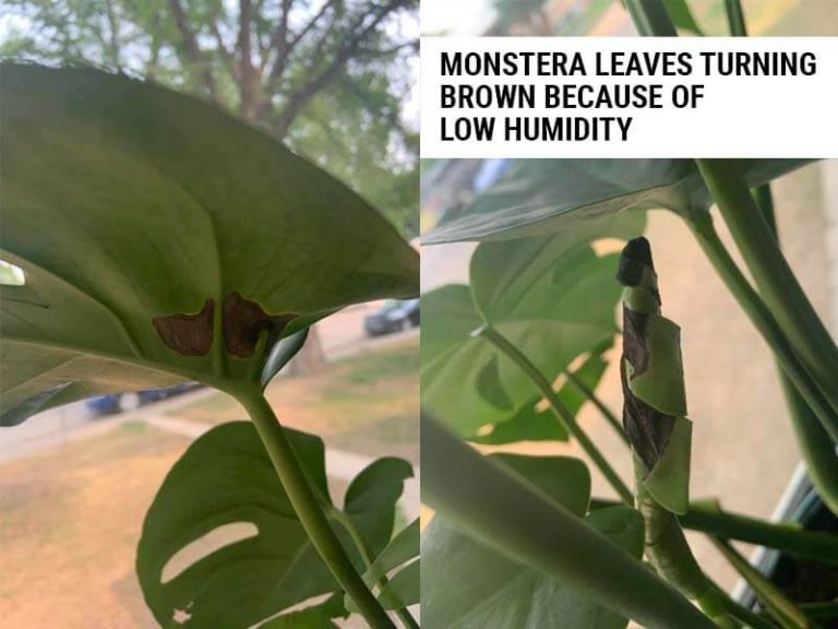 Monstera Low Humidity 9 Causes of Monstera Leaves Turning Brown (And How To Fix) – World of ...