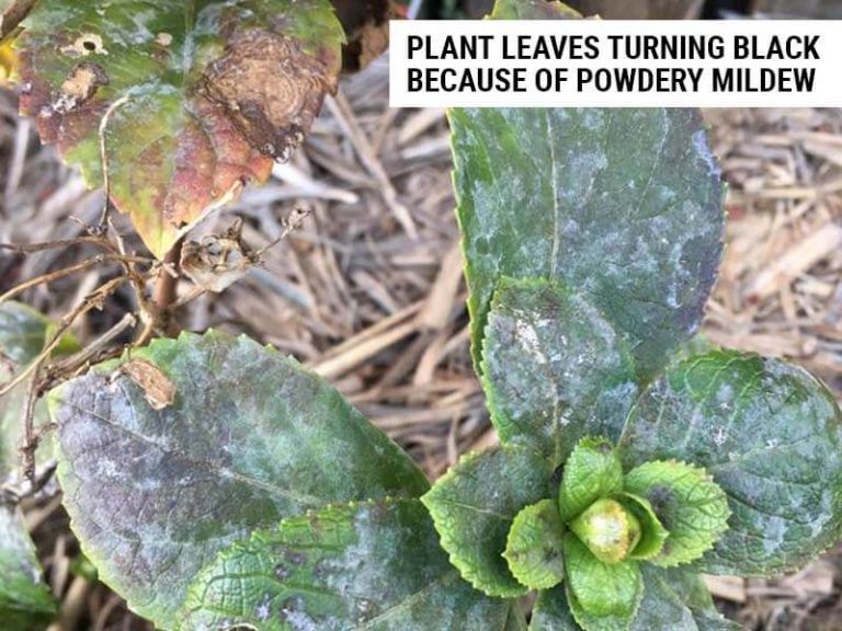 8 Causes of Black Leaves on Plants (And How To Fix) World of Garden