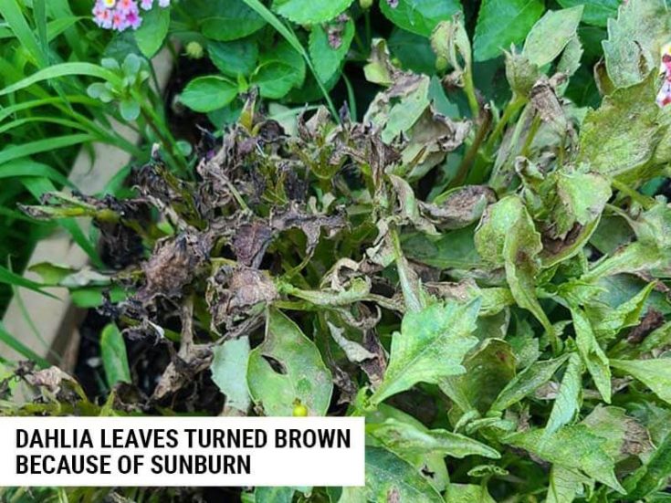 Dahlia Leaves Turning Brown and Crispy: Causes and Solutions