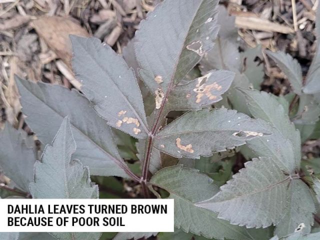 6 Reasons Why Dahlia Leaves Are Turning Brown (And How To Fix It ...