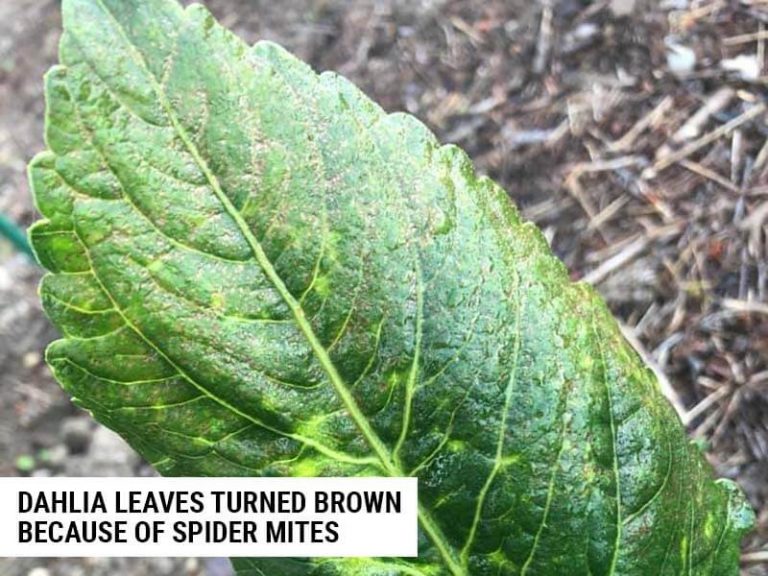 6 Reasons Why Dahlia Leaves Are Turning Brown (And How To Fix It ...