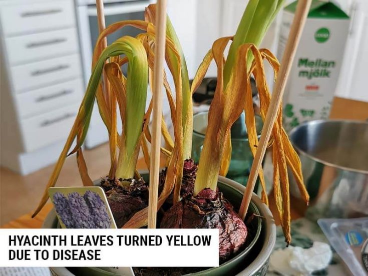 6 Reasons Why Hyacinth Leaves Turn Yellow (And How To Fix It) World