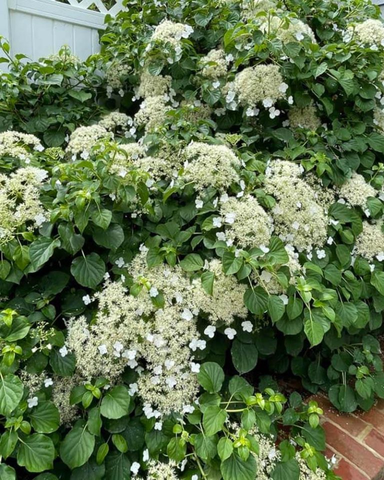 11 Climbing Hydrangea Varieties – World of Garden Plants
