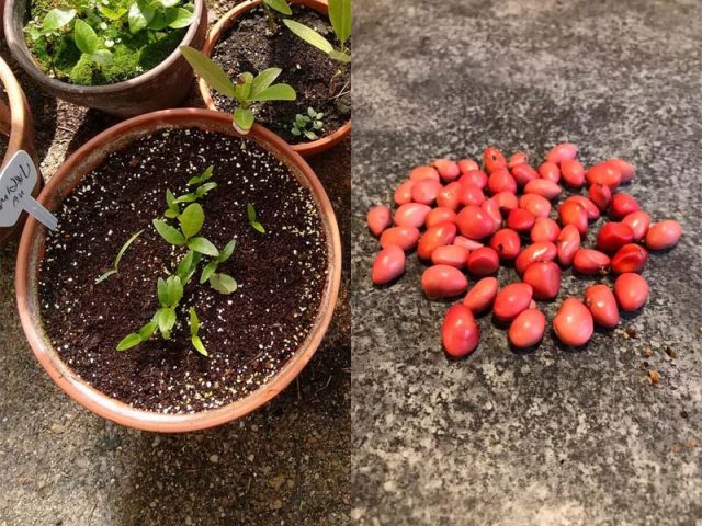 How Do You Propagate A Magnolia Tree? – World of Garden Plants