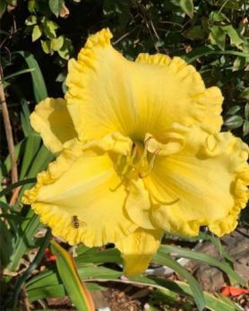 21+ Yellow Daylily Varieties – World of Garden Plants
