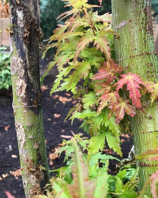 Verticillium Wilt Japanese Maple Tree Diseases Pictures