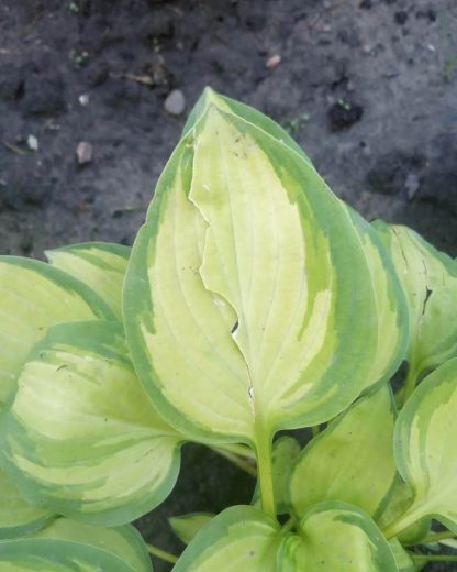 Why Are My Hosta Leaves Splitting? – World of Garden Plants