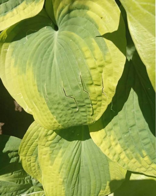 Why Are My Hosta Leaves Splitting? – World of Garden Plants