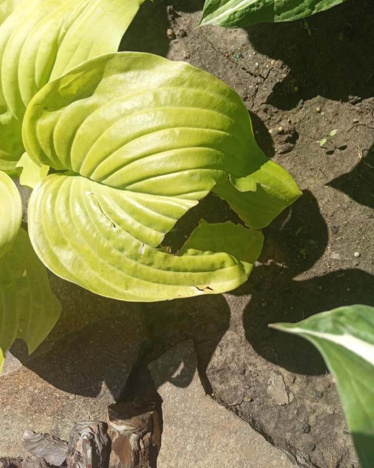 Why Are My Hosta Leaves Splitting? – World of Garden Plants