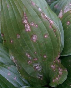 Hostas Root Rot 12 Hosta Problems With Pictures β World of Garden Plants