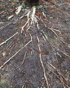 How Big Is The Root System Of A Magnolia Tree? – World of Garden Plants