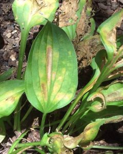 Hostas Root Rot Why Does Hosta Leaves Turn Yellow? (With Images) β World of Garden Plants