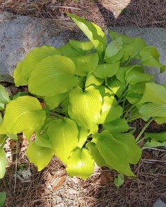 15+ Best Yellow Hosta Varieties With Images – World of Garden Plants