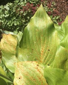 Hostas Root Rot 7 Causes of Brown Spots on Hosta Leaves β World of Garden Plants