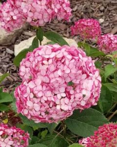 20 Dwarf Hydrangea Varieties For Small Spaces – World of Garden Plants