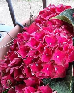 20 Dwarf Hydrangea Varieties For Small Spaces – World of Garden Plants